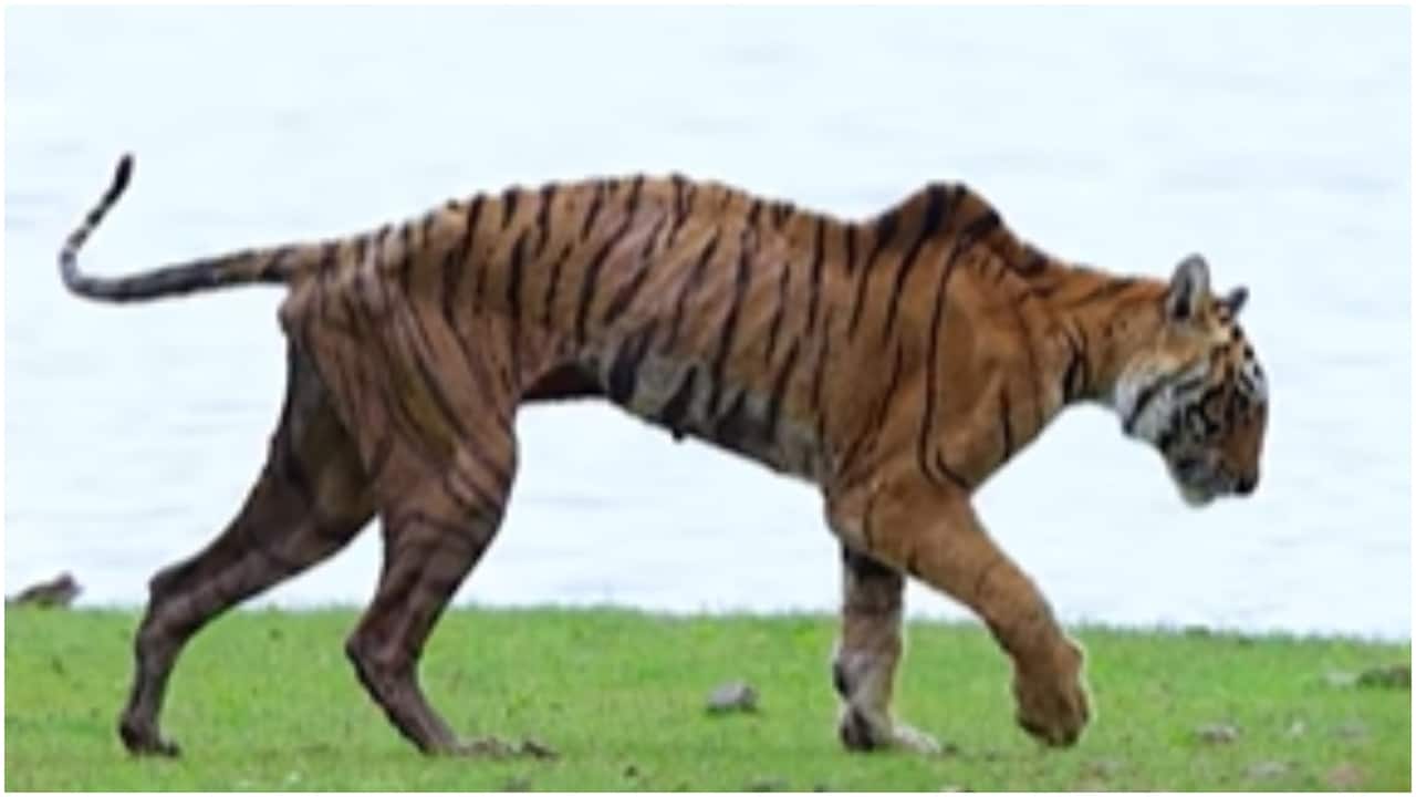 Ranthambore’s beloved tigress Arrowhead dies at 14, final moments captured on camera. Watch