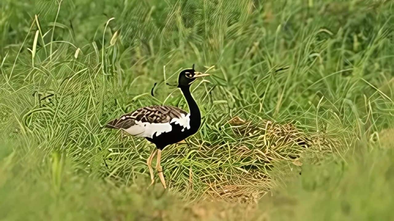 How an Ajmer village becomes a new hope for the endangered Kharmore bird