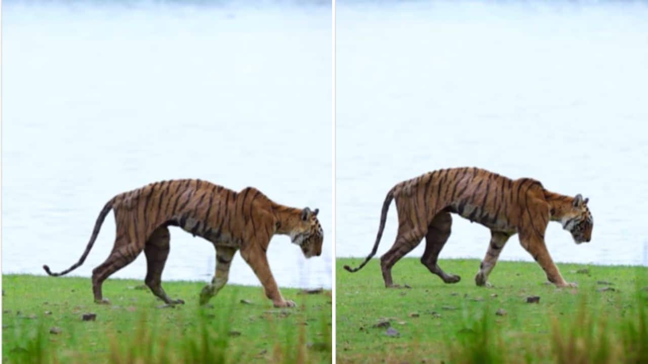 Photographer captures final moments of Ranthambore Tigress arrowhead’s last walk