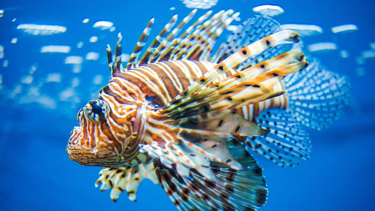 Venomous Indian lionfish spotted for the first time along Mumbai’s coast