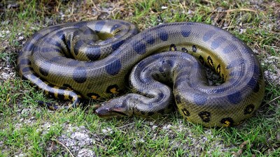 World Snake Day: 10 Largest Snakes in the World and Where They Are Found