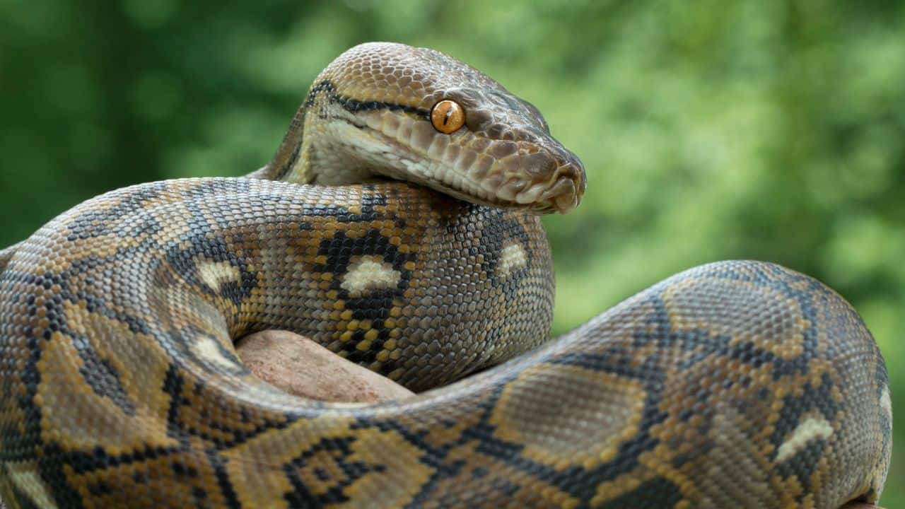Reticulated Python – Southeast Asia: The longest snake in the world, measuring more than 30 feet, lives in rainforests, woods, and grasslands in Indonesia, Malaysia, and the Philippines. (Image: Canva)
