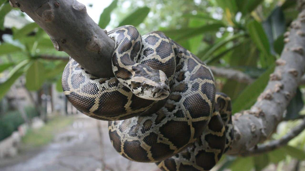 Burmese Python – Southeast Asia: Its native place is India, Myanmar, and Thailand, and it measures 23 feet in length and inhabits marshes and grasslands. (Image: Canva)