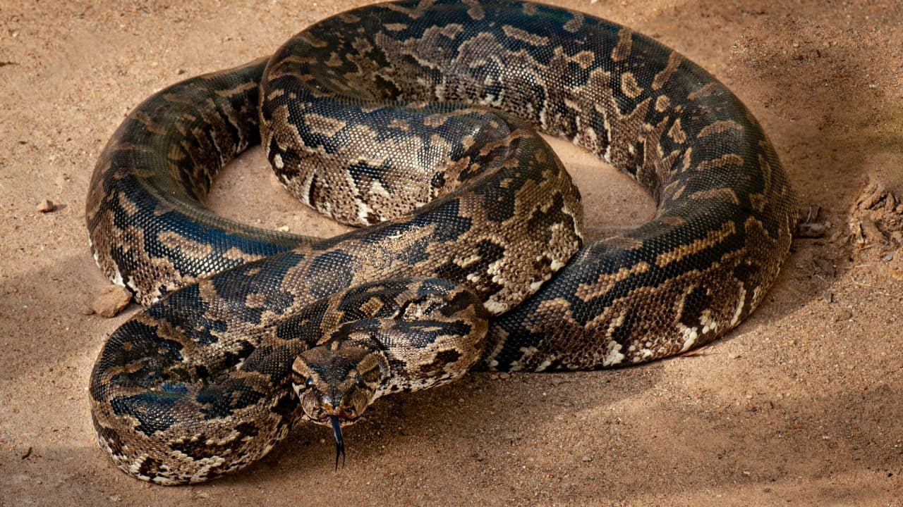 African Rock Python – Sub-Saharan Africa: Africa's largest snake measures 20 feet and lives in savannas, forests, and near lakes. (Image: Canva)