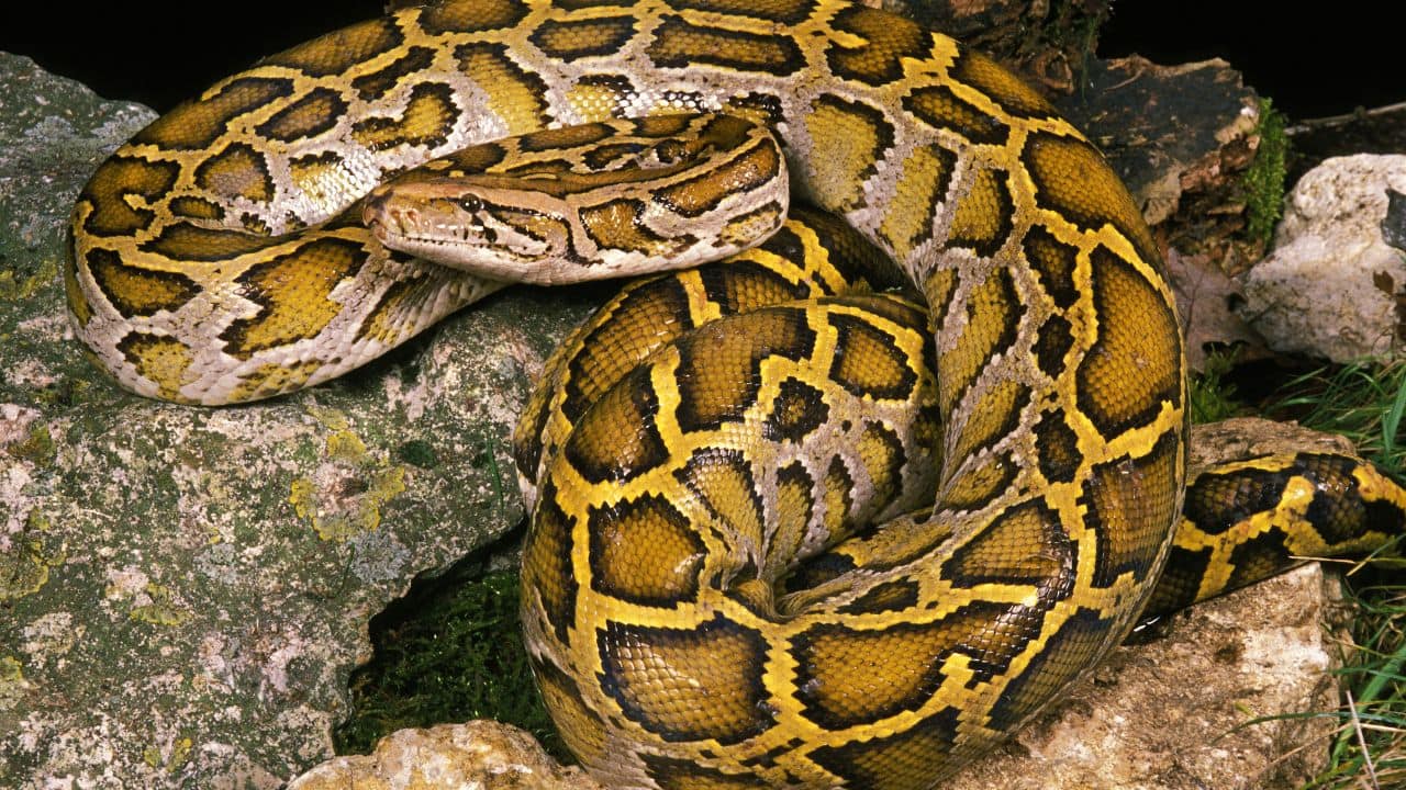  Indian Python – Indian Subcontinent: It is also referred to as the black-tailed python and grows 15-20 feet long, with a prevalence in India, Nepal, Sri Lanka, and Pakistan. (Image: Canva)