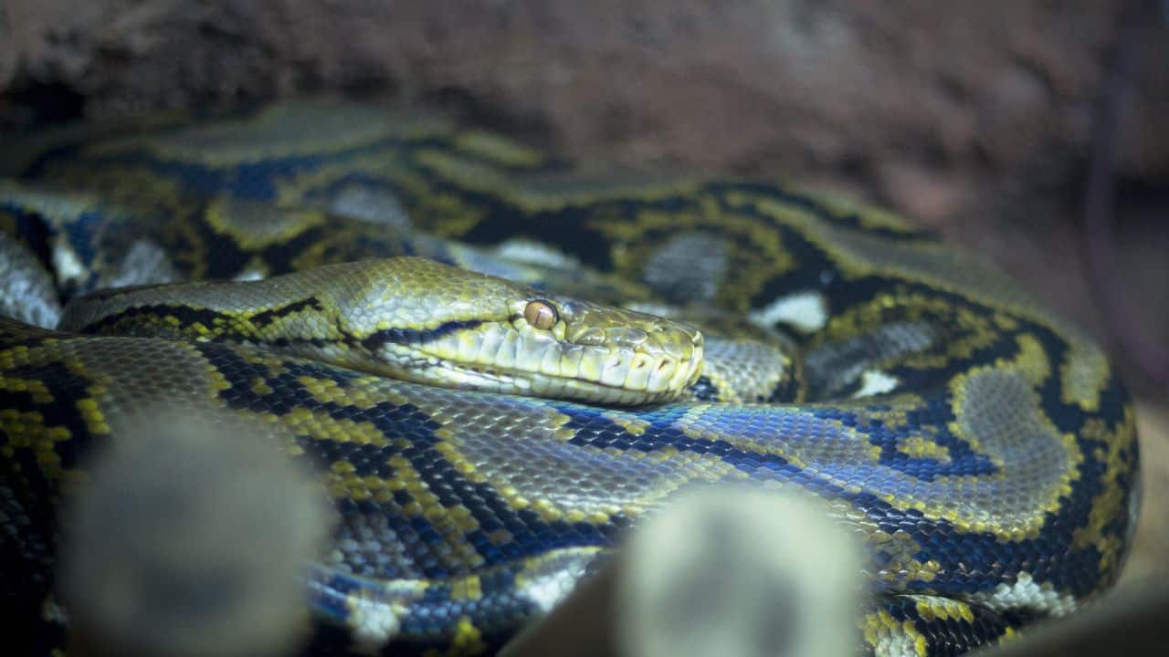 Amethystine Python – Australia &amp; Papua New Guinea: It is also referred to as scrub python and can grow over 20 feet long, prevalent in rainforests of northern Australia and surrounding islands. (Image: Canva)