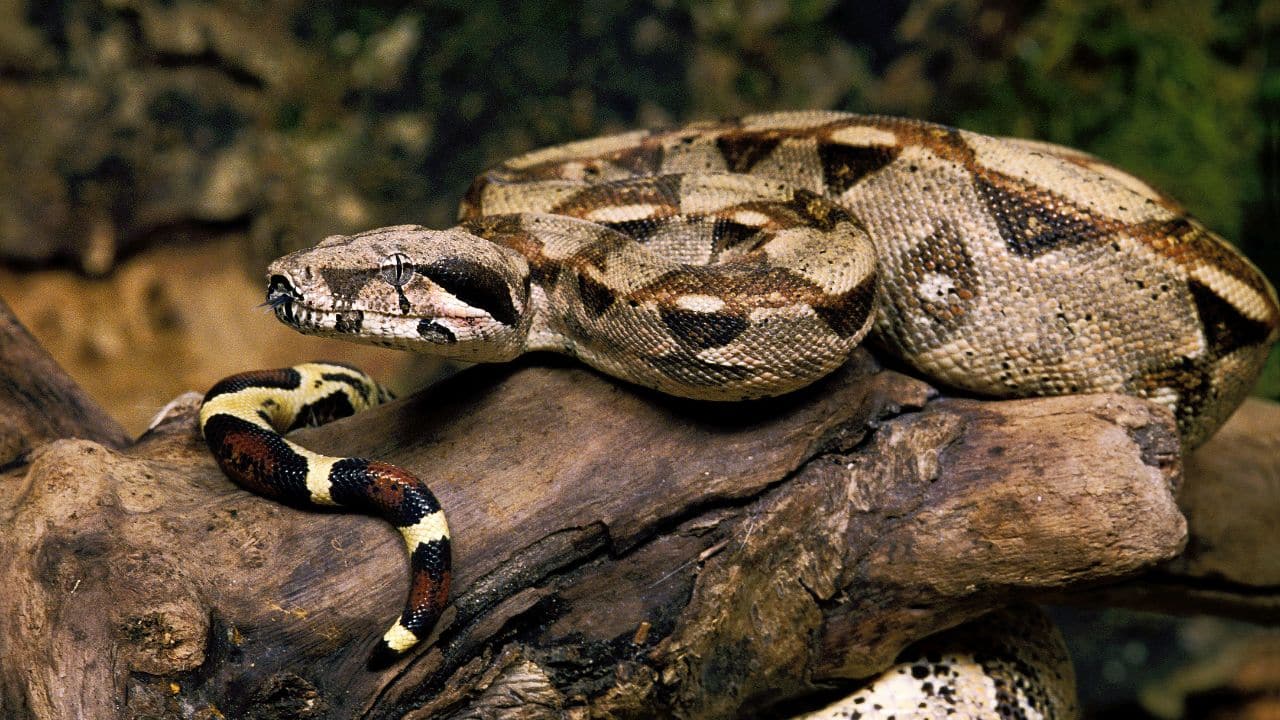 Boa Constrictor – Central &amp; South America: A formidable carnivore, it measures 10–13 feet on average. It inhabits tropical rainforests in northern Mexico to Argentina. (Image: Canva)