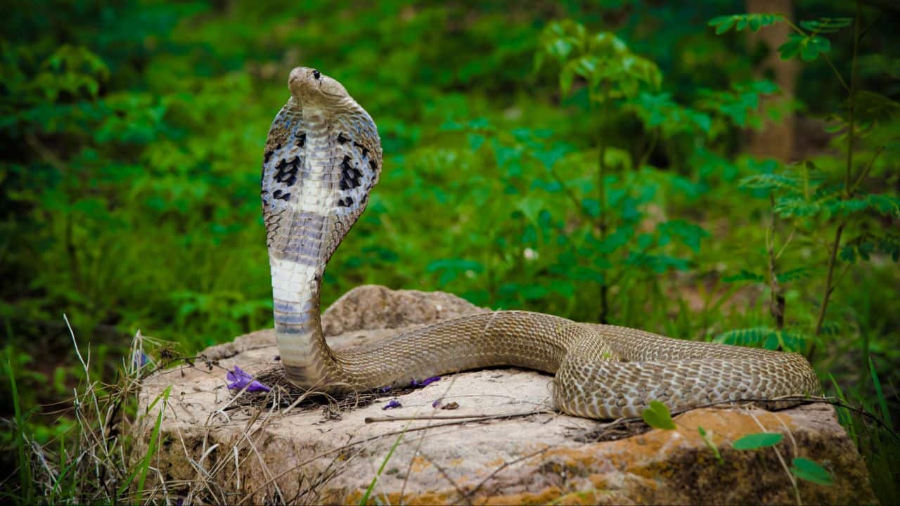 King Cobra – South &amp; Southeast Asia: The world's longest venomous snake measuring up to 18 feet, inhabited by forests of India, China, and Southeast Asia. (Image: Canva)