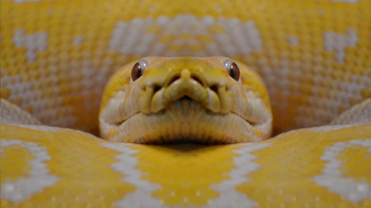 Yellow Anaconda – South America: Green anaconda's smaller cousin, it grows up to 10-15 feet and is widely found in Paraguay, Bolivia, and Argentina's swampy wetlands. (Image: Canva)