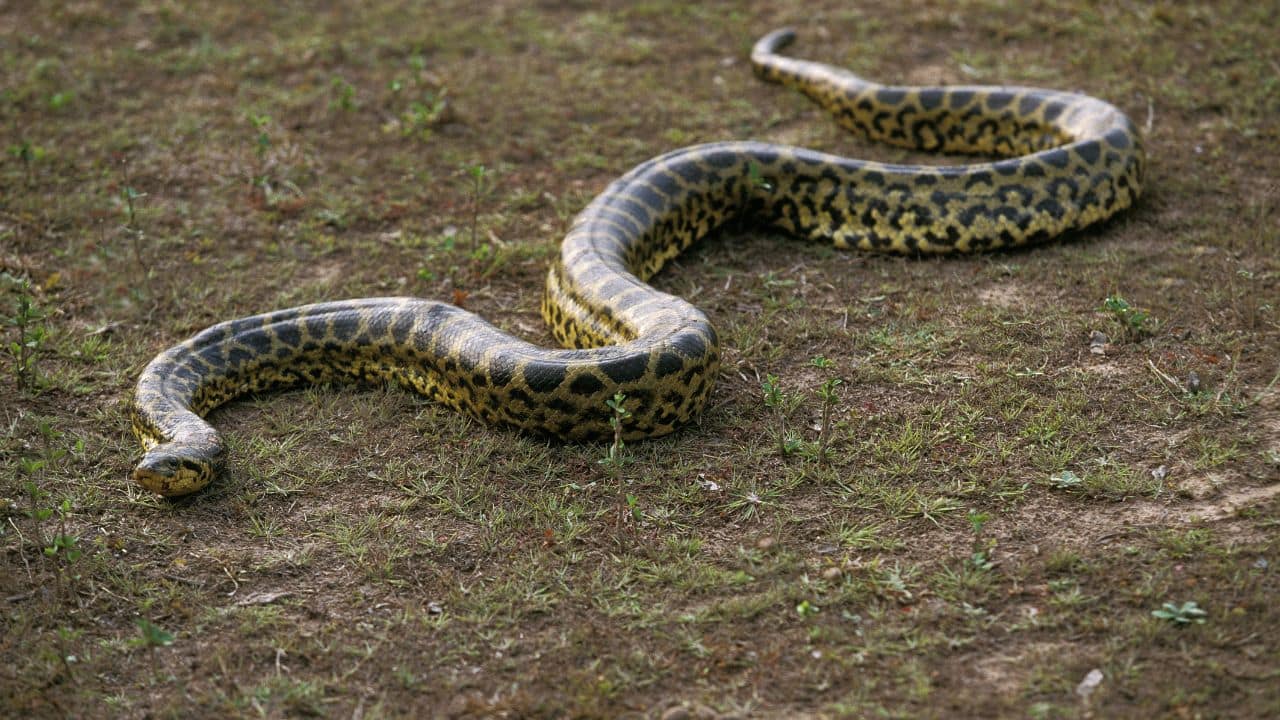 Dark-Spotted Anaconda – South America: Otherwise referred to as De Schauensee's anaconda, it's less common but can reach more than 10 feet, primarily located in Brazil's Amazonian waters. (Image: Canva)