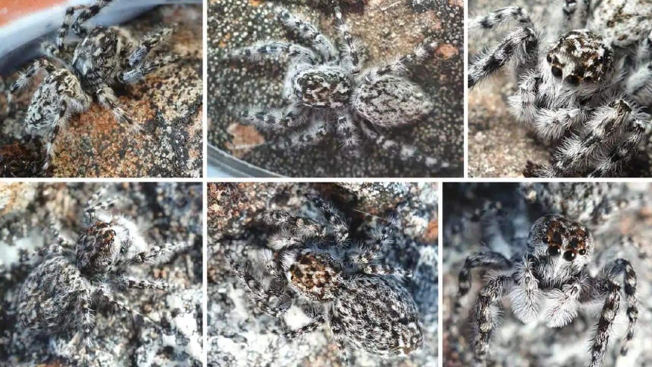 A new jumping spider that's a master of camouflage has been found in New Zealand