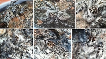 New Genus of Jumping Spiders Discovered in New Zealand’s Alpine Heights (Image: Robin Long)