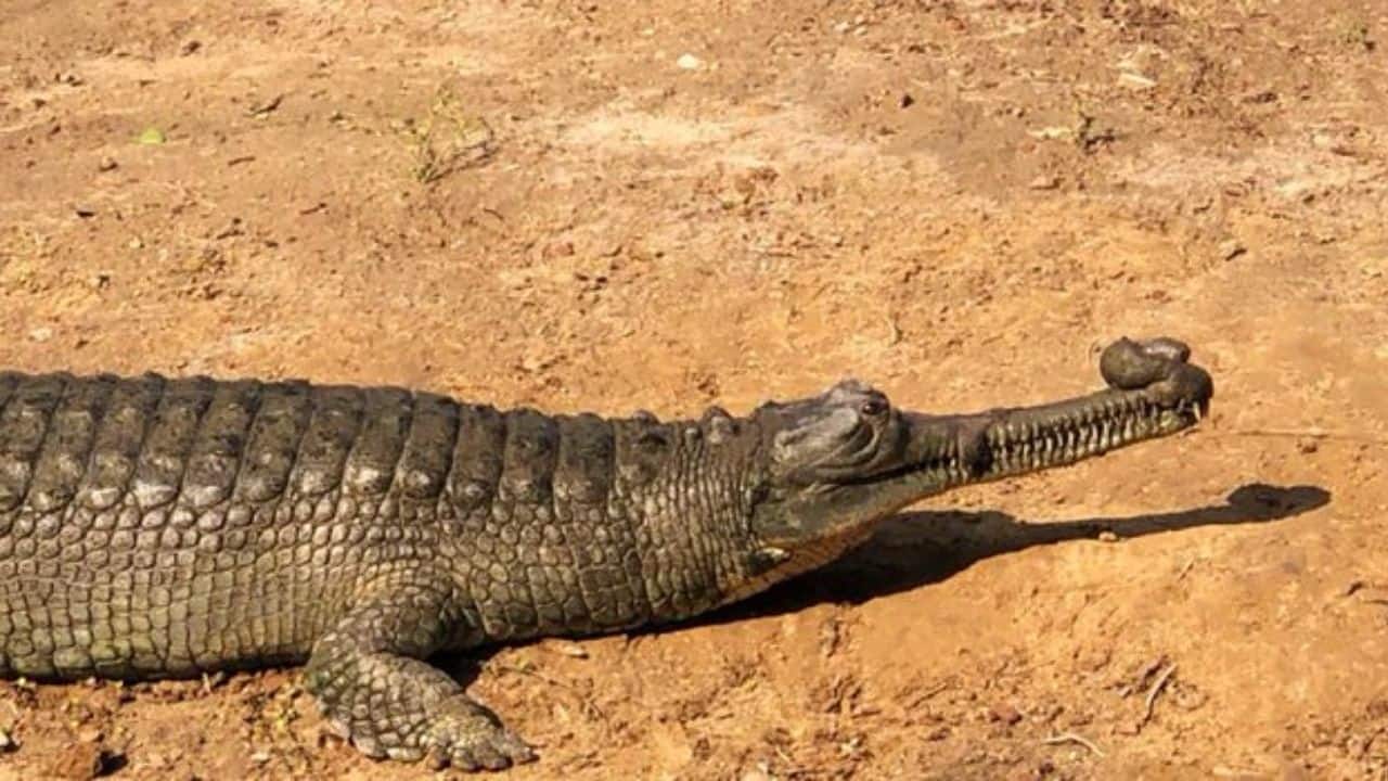India’s endangered gharial population gets a boost with 1,500 hatchlings along Chambal River
