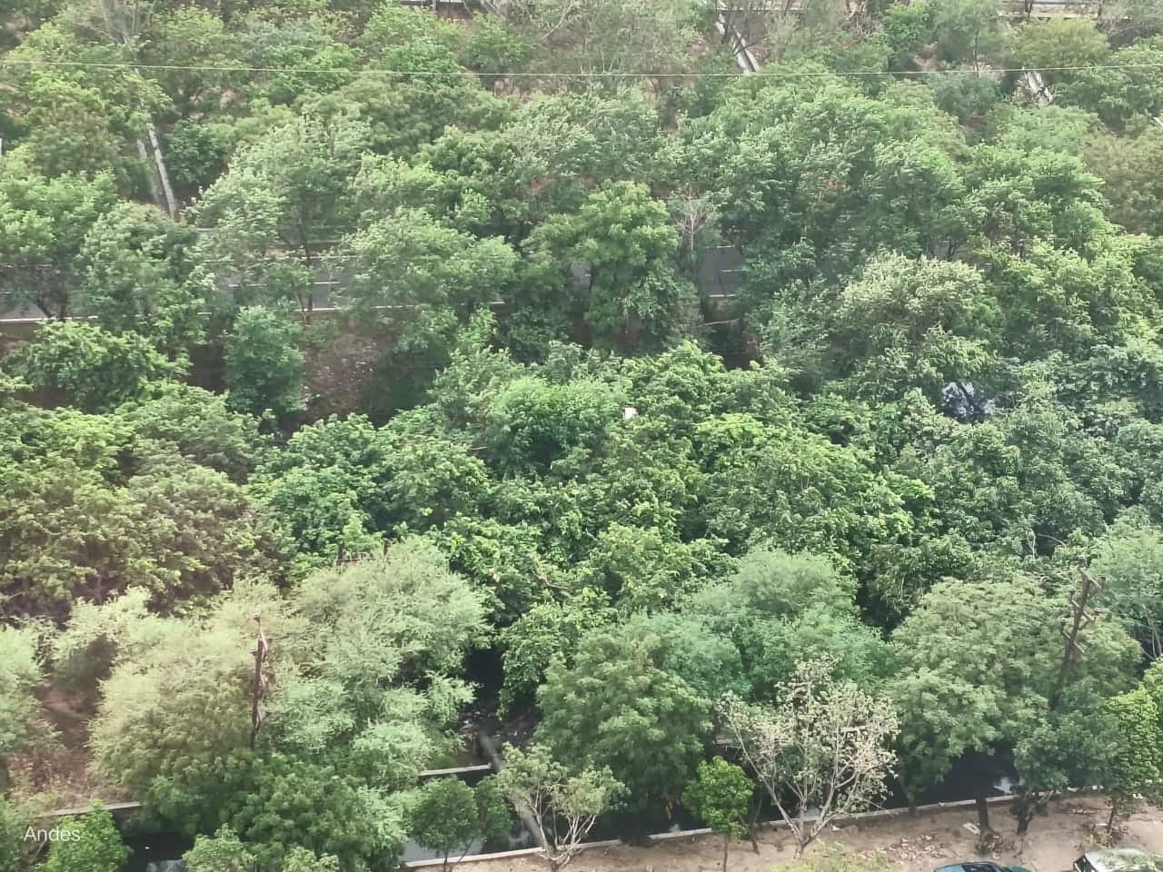 How toxic wasteland in Greater Noida became urban forest in just 7 months