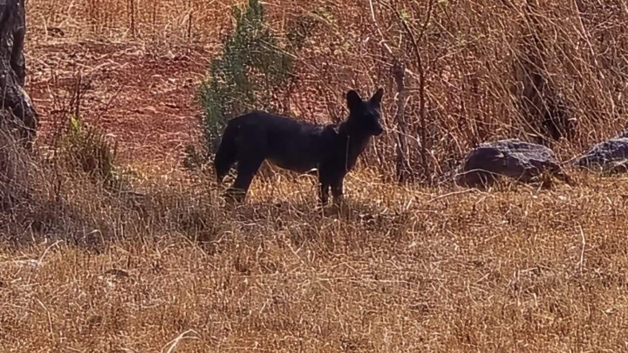 Rare black wild dog spotted in Sahyadri Tiger reserve after 90 years