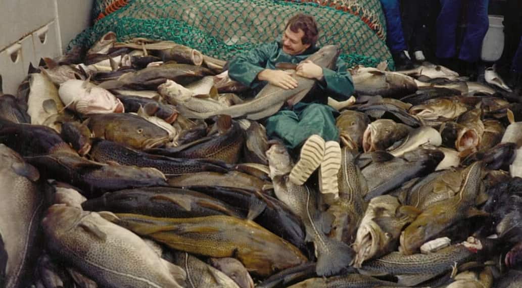 Baltic cod are declining — and now researchers say the damage is genetic