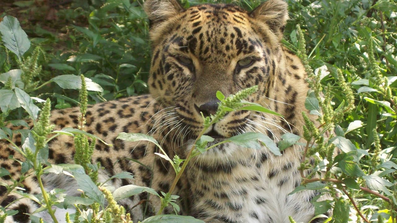 Dachigam National Park near Srinagar, Jammu & Kashmir, is the last refuge of the endangered Hangul and a flagship site for Himalayan biodiversity conservation.