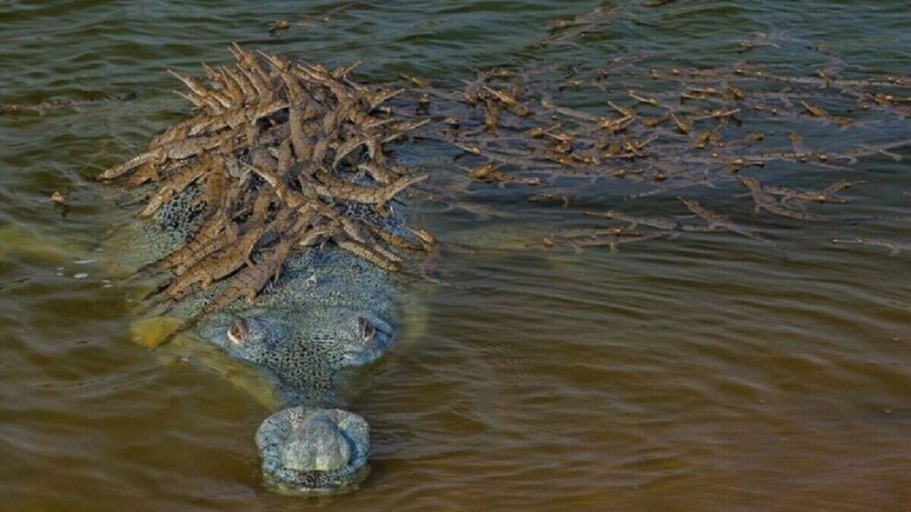 Heartwarming viral image of father Gharial carrying 100 babies on his back leaves internet in awe