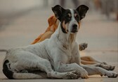 Kerala panchayat booked over alleged mass killing of stray dogs