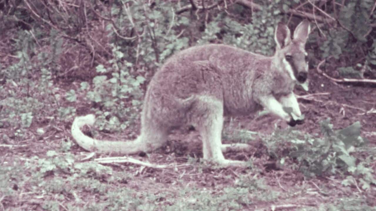 Rare footage of extinct toolache wallaby offers emotional glimpse into Australia’s past