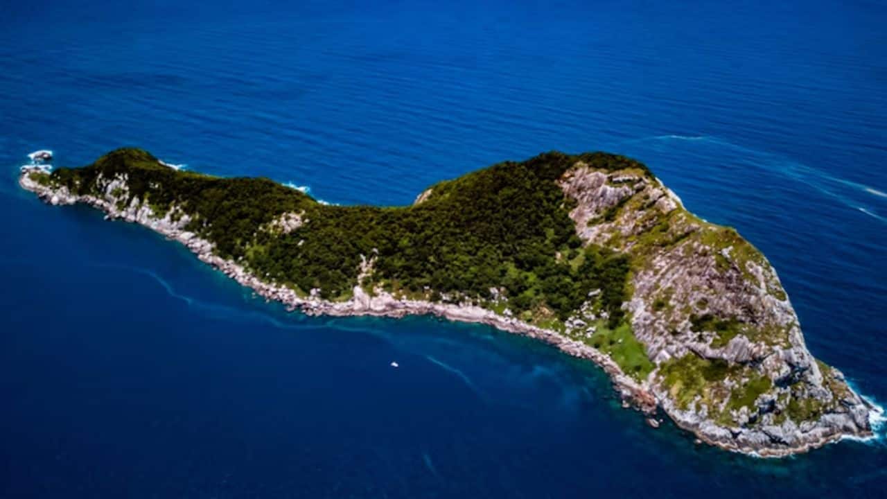 Why It's So Dangerous: Ilha da Queimada Grande contains thousands of golden lancehead vipers, one of the deadliest snakes on Earth. (Image: @BiodiversidadeB/X)