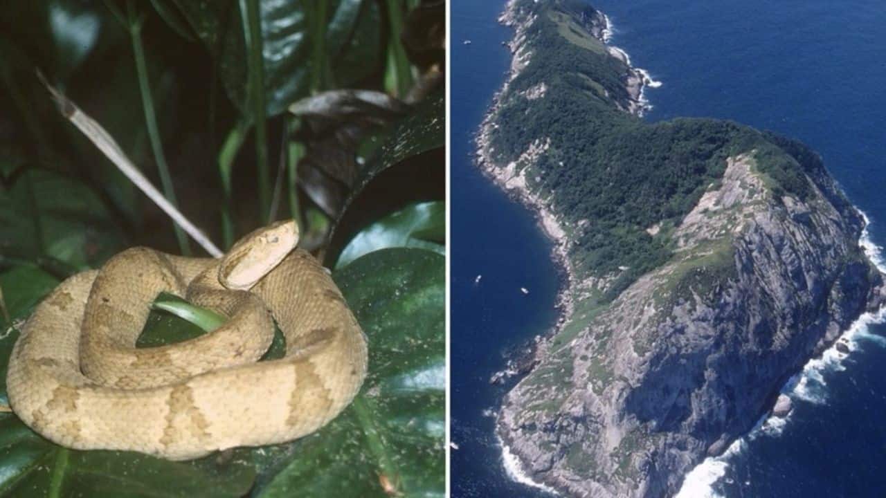 How Snakes Took Over: Increased sea levels cut the island off, and snakes had no predators to evolve alongside for thousands of years. (Image: @septino_biel/X)