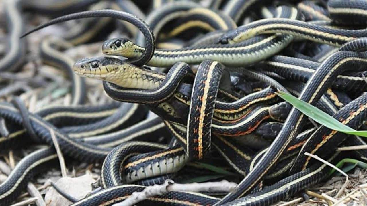 A Precarious Ecosystem: Though deadly, snakes are an important part of the island's delicate ecosystem. (Image: @papiitiino/X)