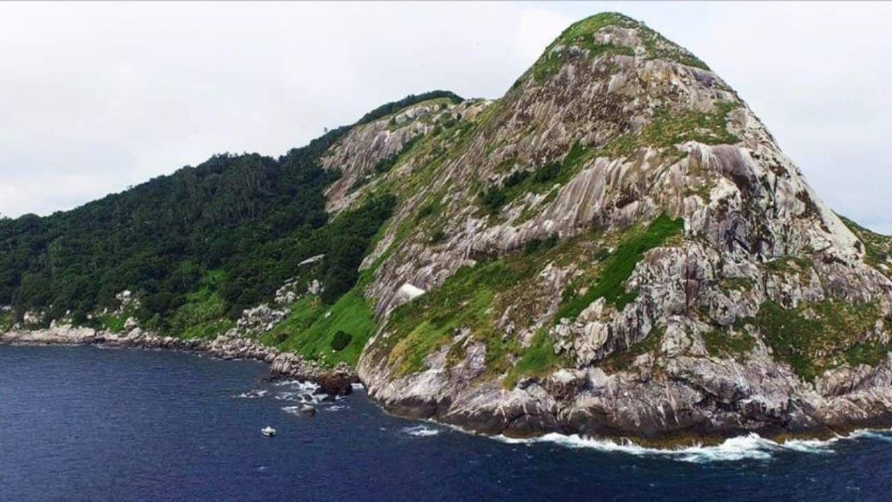 Snake Island: Earth’s Most Terrifying Island Where Survival Is Impossible Snake Island: Earth’s Most Terrifying Island Where Survival Is Impossible