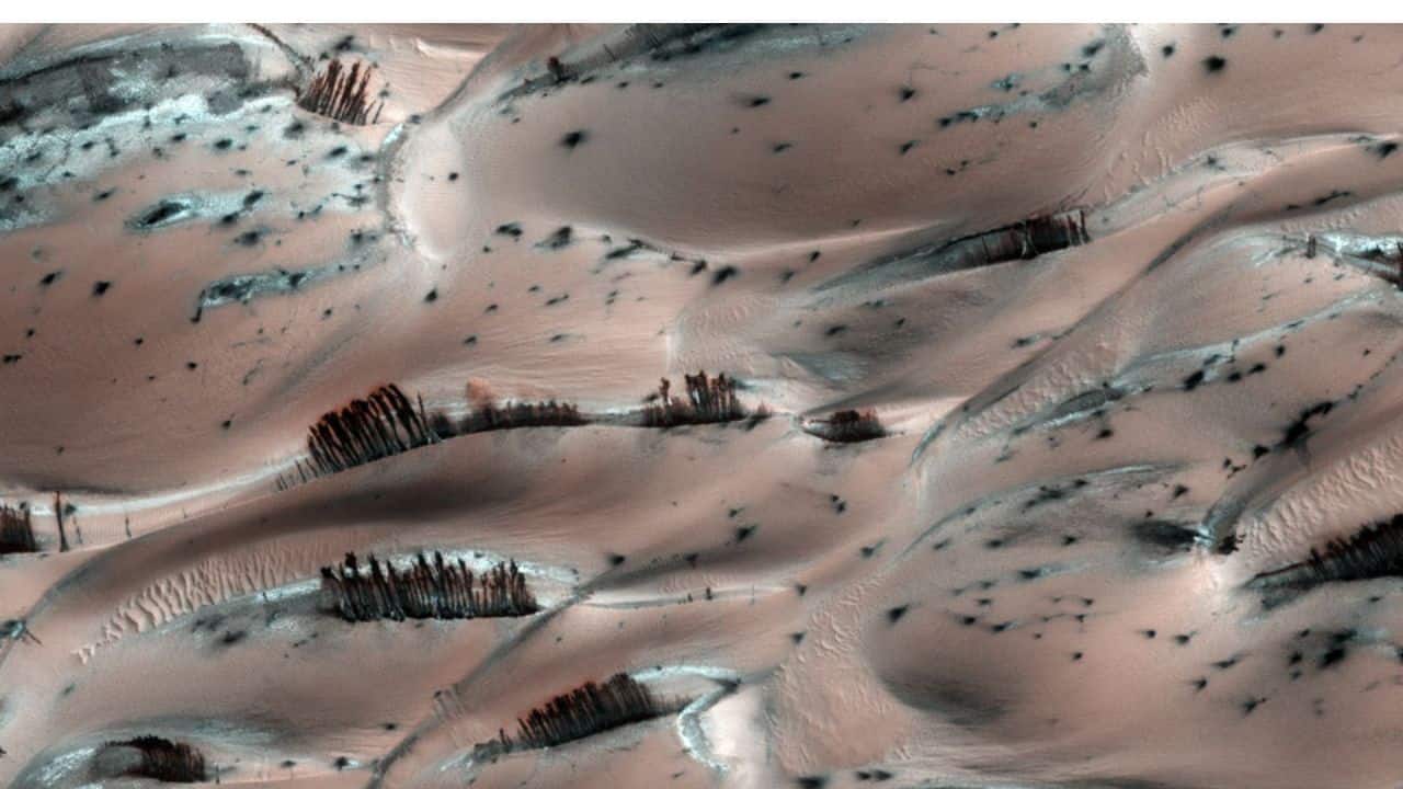 Dark Sand Cascades on Mars: Dark streaks on Martian dunes resemble trees but are sand slides revealed as spring sunlight melts frost. Captured near Mars’ North Pole in 2008 by the Mars Reconnaissance Orbiter. (Image: NASA)