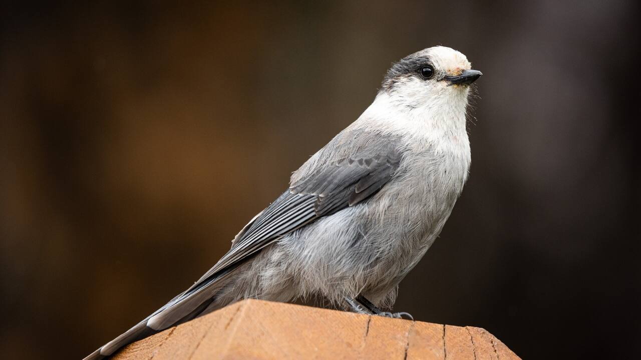 5. Canada — Canada Jay The curious Canada Jay thrives in boreal forests like Algonquin and Banff. Known for its friendly nature, it’s a charming companion on wilderness hikes across Canada’s vast woodlands. (Image: Canva)