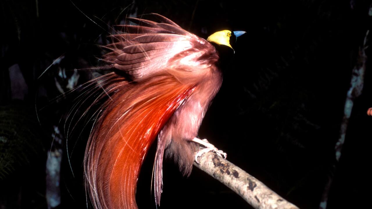7. Papua New Guinea — Raggiana Bird-of-Paradise Papua New Guinea’s Raggiana Bird-of-Paradise performs dazzling courtship dances in lowland forests. Their crimson plumes and extravagant displays create unforgettable wildlife spectacles. (Image: Canva)