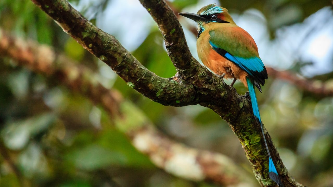 10. El Salvador — Turquoise-browed Motmot El Salvador’s Turquoise-browed Motmot flashes bright turquoise and boasts unique racket-shaped tail feathers. Spot it in forests and gardens, especially around El Imposible National Park. (Image: Canva)