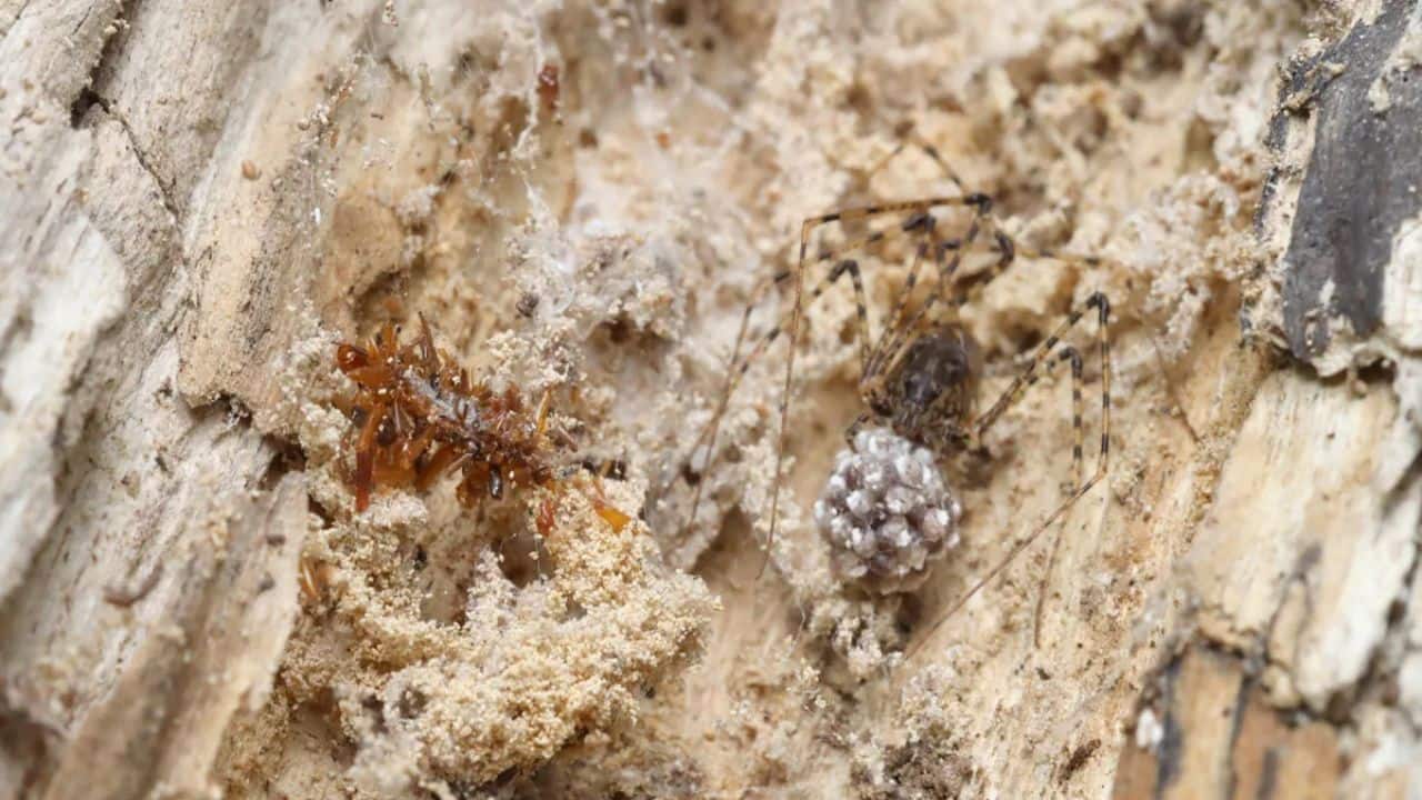 Meet the creepy ‘bone collector’ caterpillar that wears its dead prey like armor