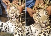 Video shows captured leopard being slapped in Karnataka as locals laugh. 'Inhumane,' say netizens