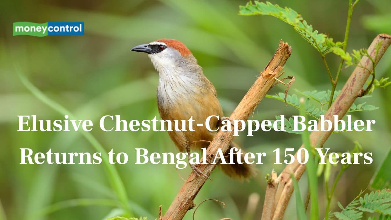 Elusive Chestnut-Capped Babbler spotted in Howrah, Bengal, after 150 Years