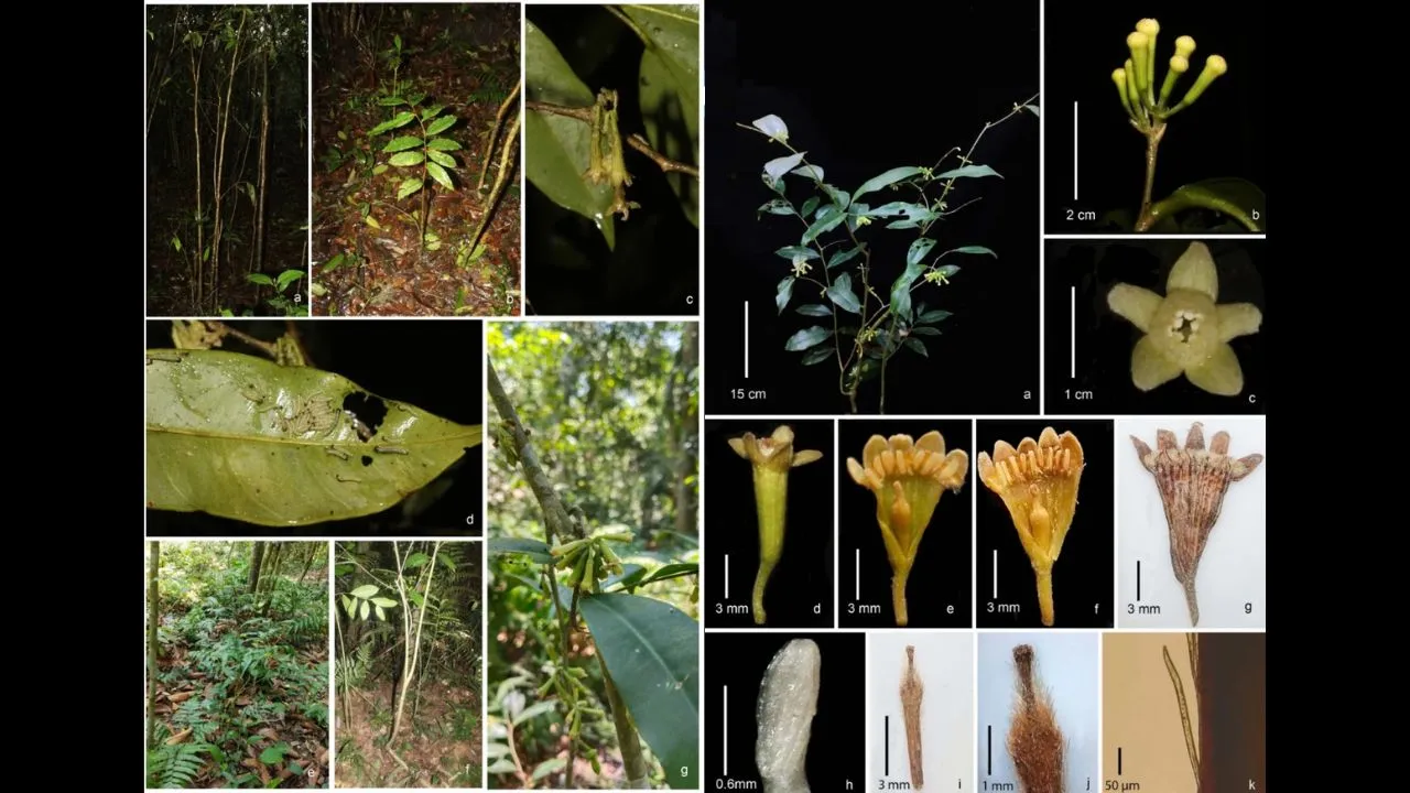 Critically endangered agarwood tree discovered in Assam, expanding known habitat