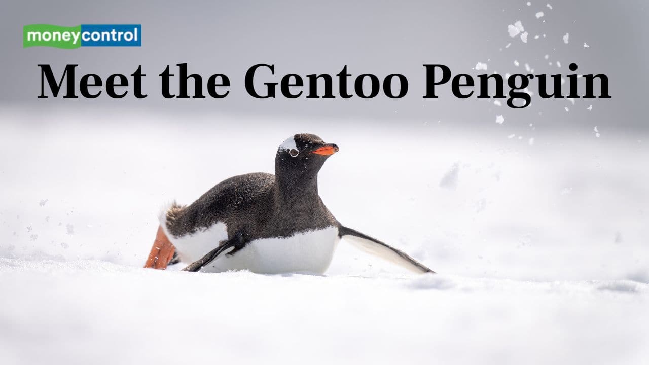 Meet the Gentoo Penguin:: Get to know the streamlined and speedy Gentoo penguin—nature's underwater sprinter in the cold southern oceans. (Image: Canva)