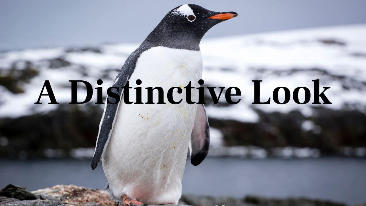 Unmistakable Appearance: With a white headband and orange bill, Gentoo penguins are easily identifiable from other Antarctic wildlife. (Image: Canva)