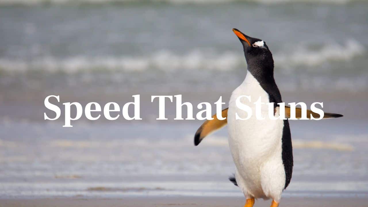 Astounding Speed: Gentoo penguins swim at 36 km/h, the fastest in the avian kingdom. (Image: Canva)