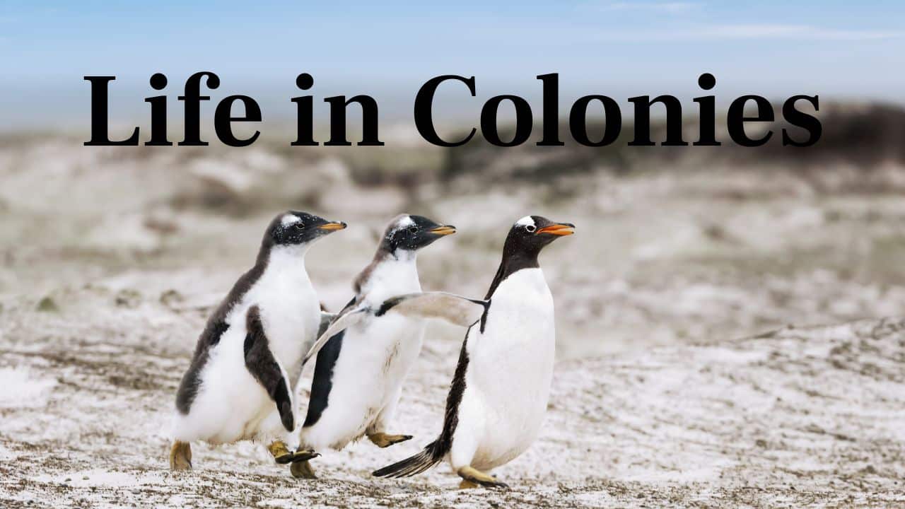 Life in Colonies: Gentoos reside in huge coastal colonies, constructing nests using stones and frequently fighting aggressively for the optimal pebbles. (Image: Canva)