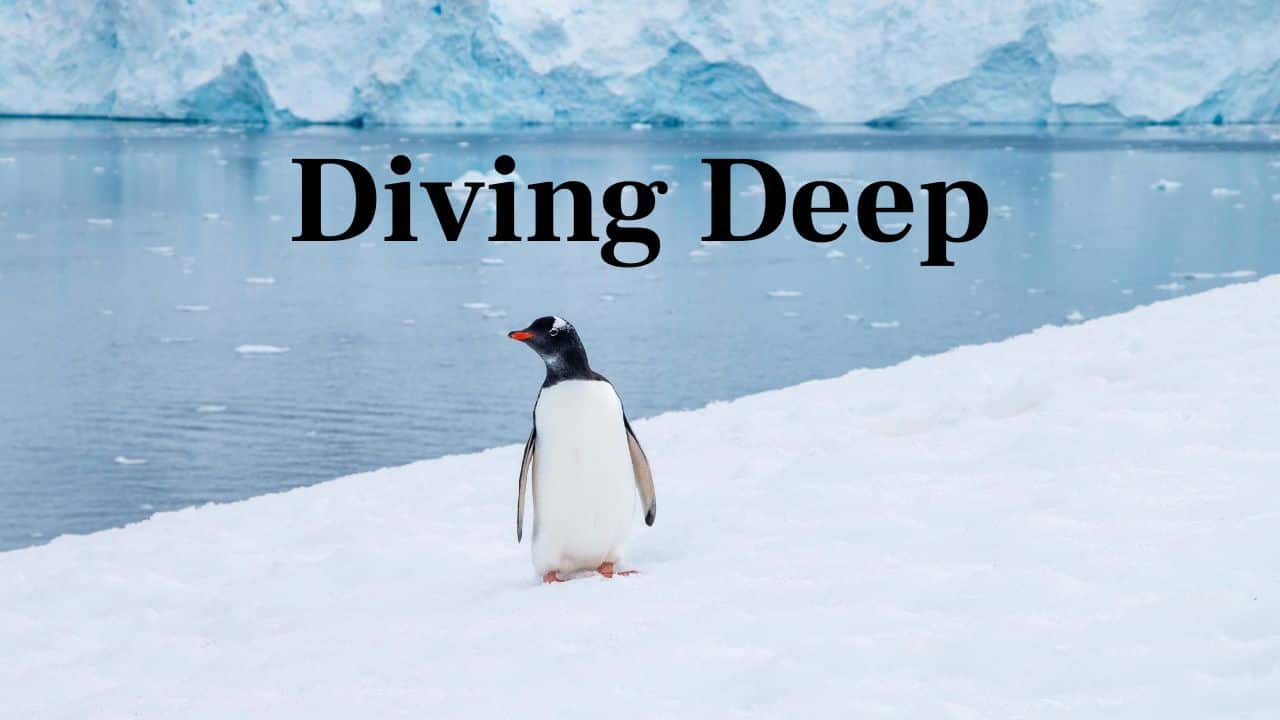 Diving Deep: They are able to dive more than 200 metres deep for krill, squid, and fish beneath the Antarctic. (Image: Canva)