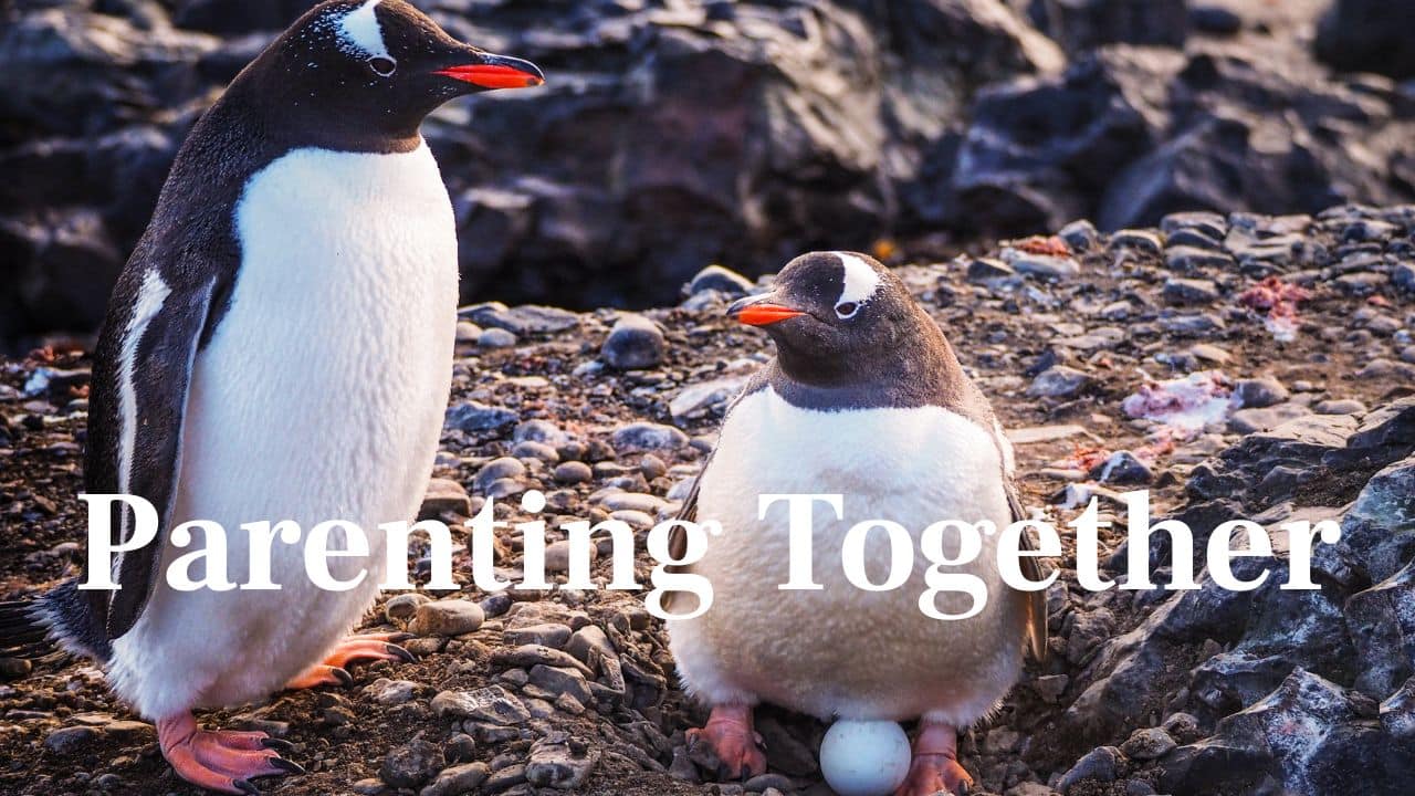 Parenting Together: Both parents take turns incubating eggs and feeding chicks, keeping their offspring warm and nourished through rough Antarctic winters. (Image: Canva)
