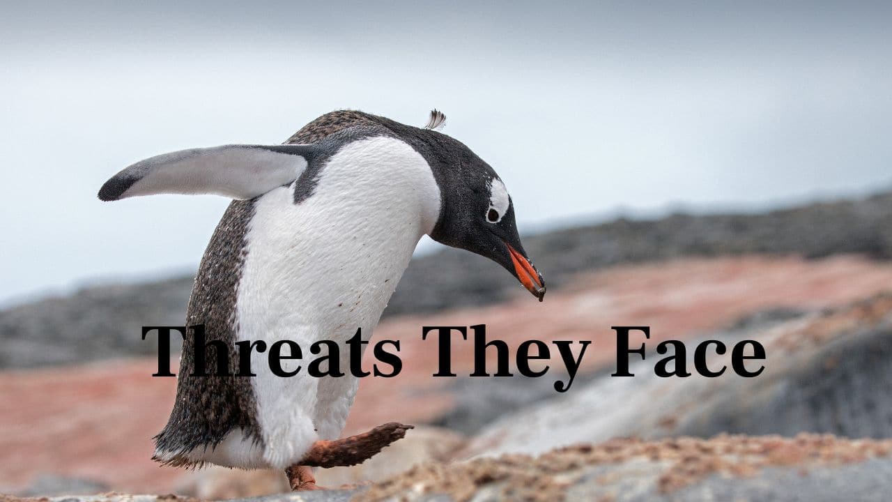 Threats They Face: Climate change, disturbance of habitats, and reduced food sources are menacing Gentoo penguin populations in some southern areas. (Image: Canva)