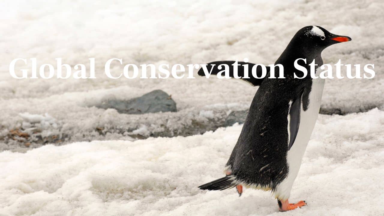 Global Conservation Status: Even though not threatened internationally, some Gentoo populations are dwindling and need ongoing observation and conservation support. (Image: Canva)