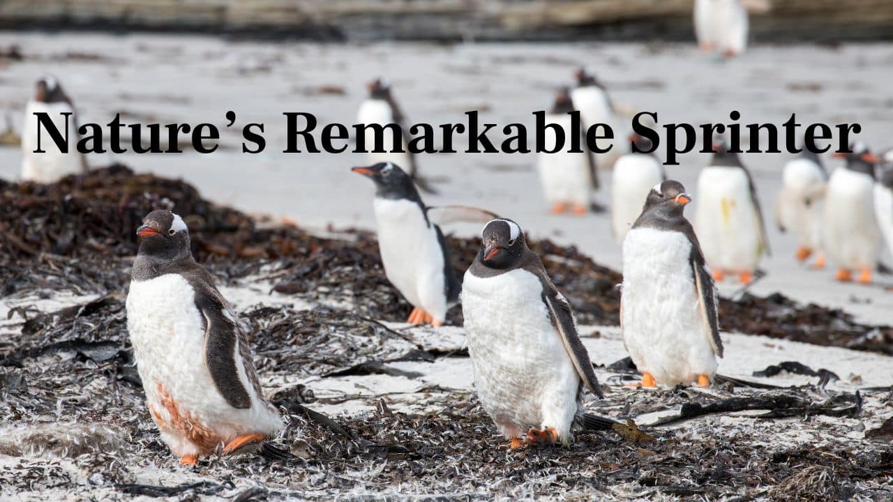 Nature's Remarkable Sprinter: Speedy, intelligent, and sociable—Gentoo penguins are the very embodiment of Antarctic existence and heroes of the ocean. (Image: Canva)