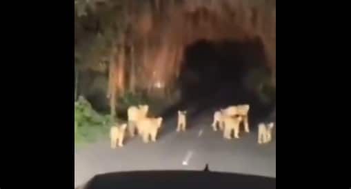 10 lions spotted on Gujarat road - Gir Somnath highway traffic comes to sudden halt