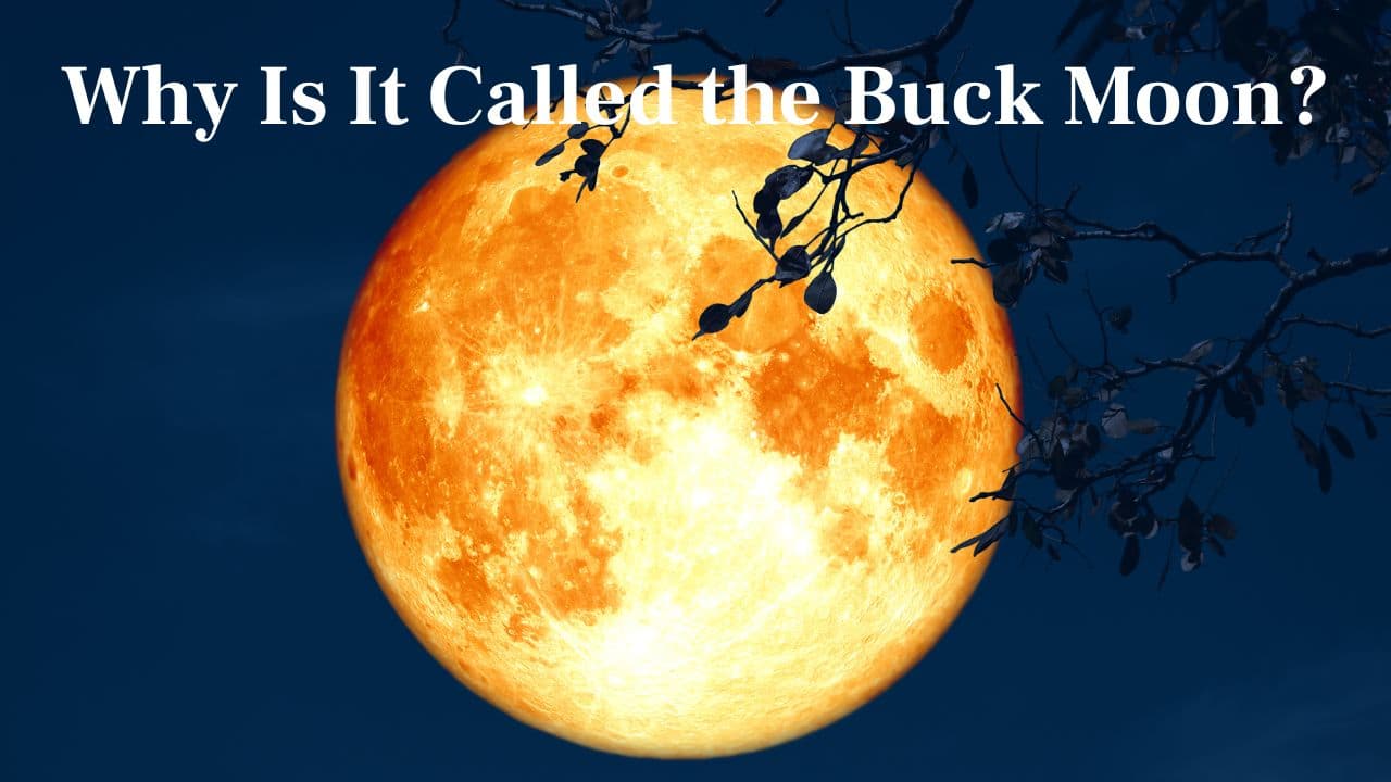  Why Is It the Buck Moon? Named for male deer, or bucks, that start regrowing antlers in July—a symbol of resilience and power. (Image: Canva)