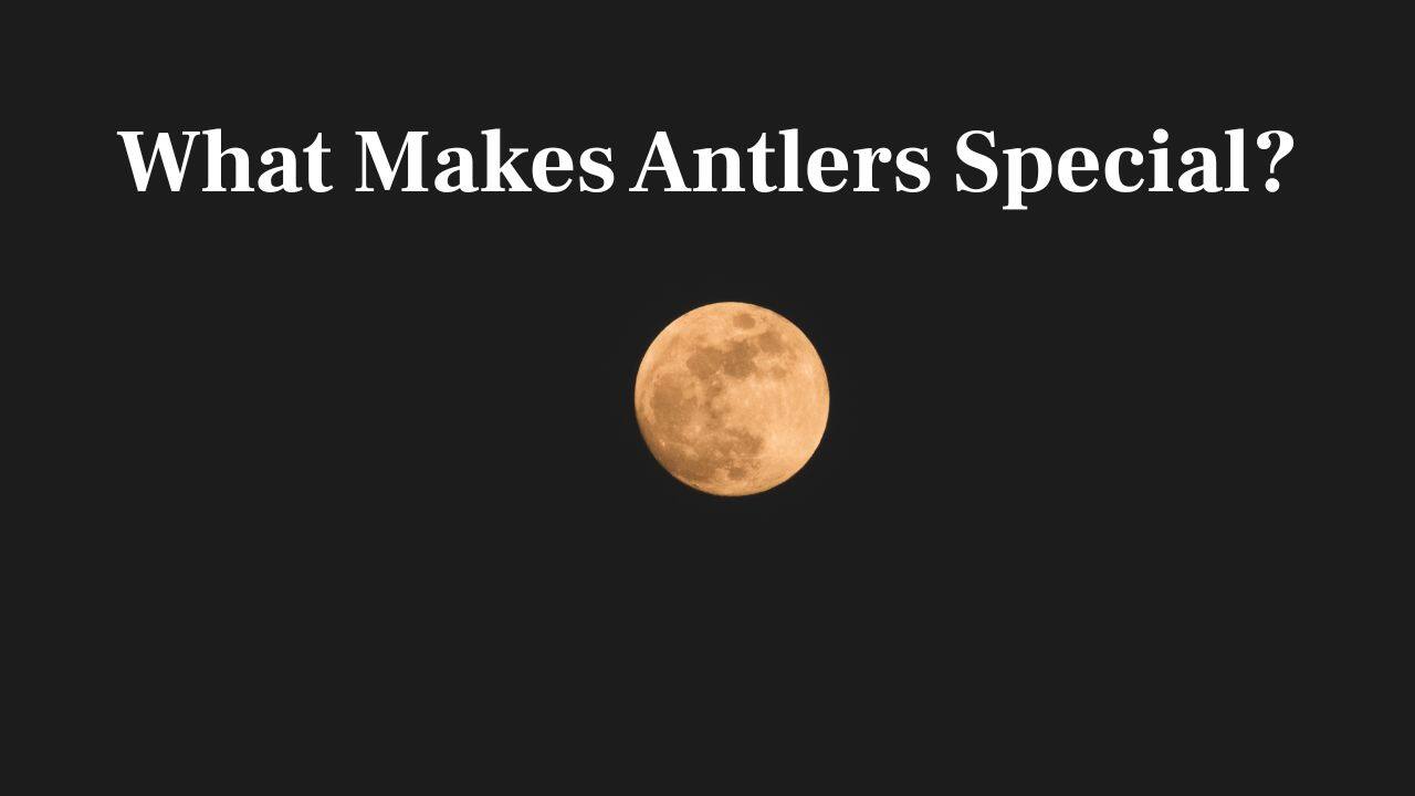 Why Are Antlers Unique? Bucks develop new, velvety antlers annually, illustrating nature's strong cycle of renewal, transformation, and readiness. (Image: Canva)