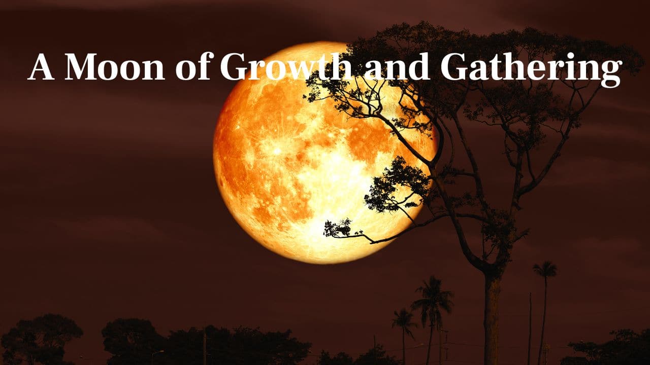 A Moon of Growth and Gathering: Whether it's antlers growing on deer or it's herbs being harvested, this Full Moon is a reminder of growth, abundance, and midyear preparation. (Image: Canva)