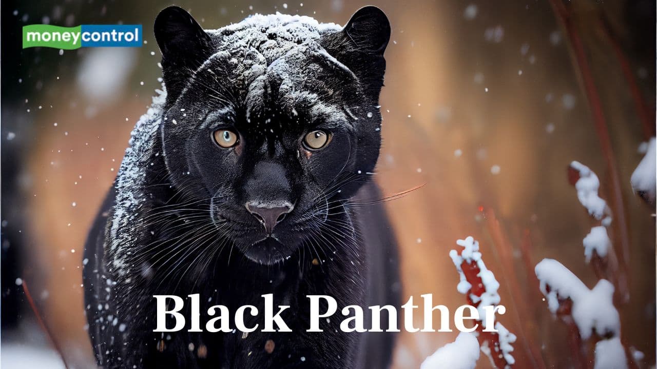 10 magnificent and beautiful black animals in the World 10 magnificent and beautiful black animals in the World